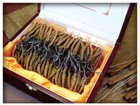 布拖冬虫夏草回收